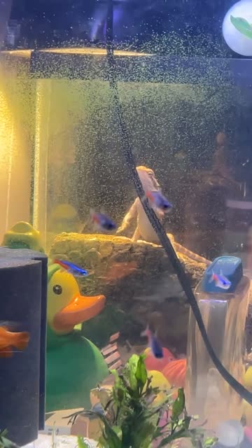 Bearded Dragon Is Trying to Get to My Fish!