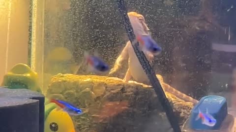 Bearded Dragon Is Trying to Get to My Fish!
