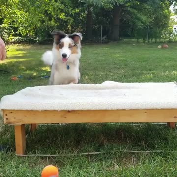 Cable it's all in the game of Fetch short 6