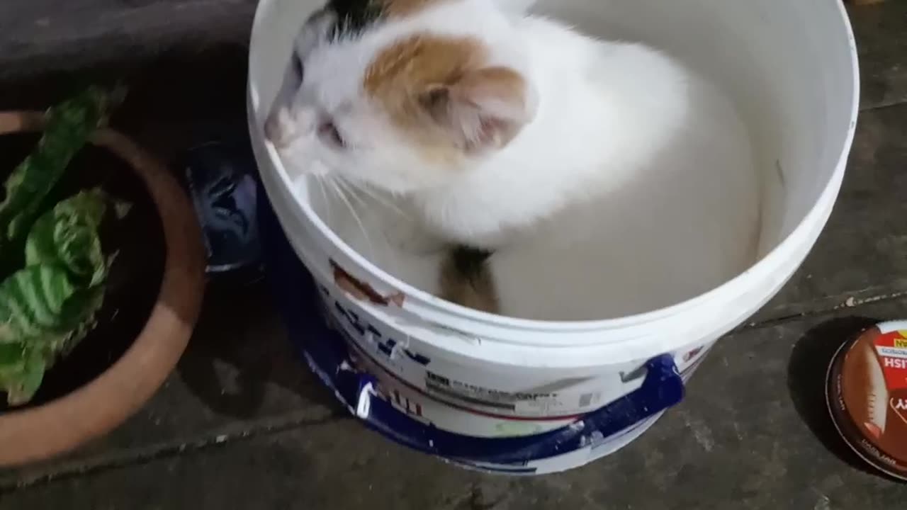 Sweetheart finds a sweet place