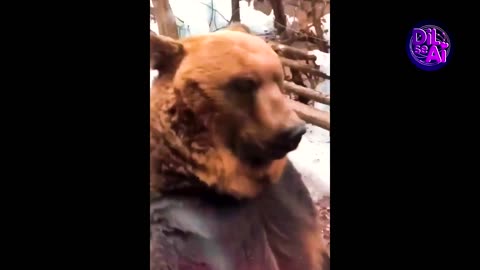 Funny Animals Videos