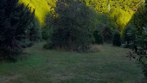 field