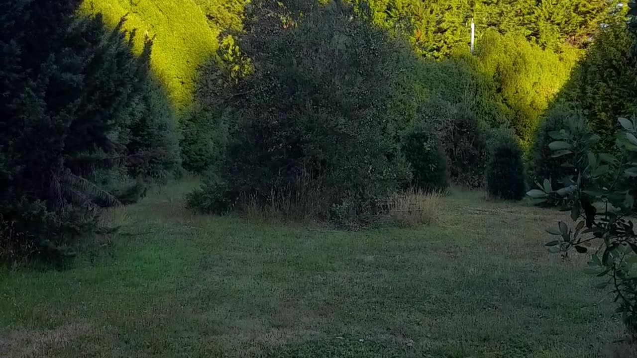 field