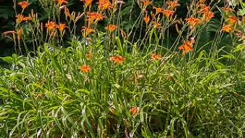 orange daylily flower