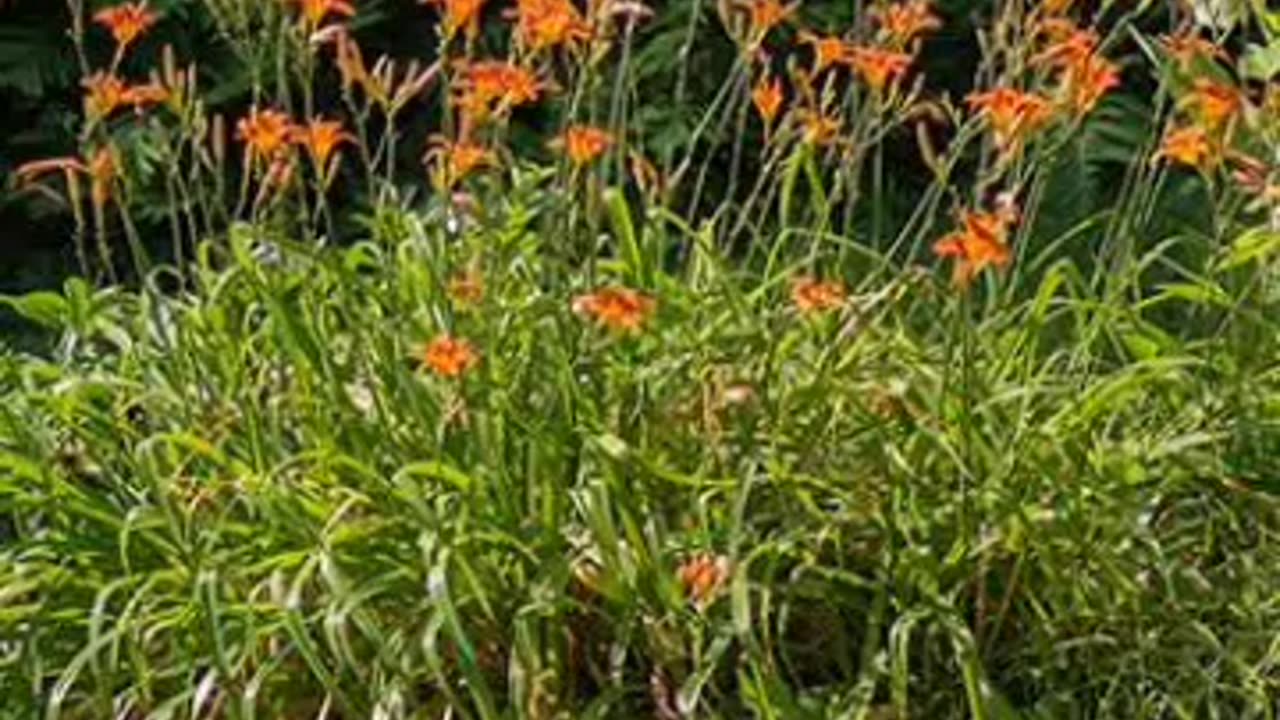 orange daylily flower