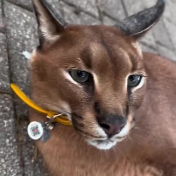 Chubby security guard.
