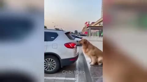 Funny cats and dogs will make you laugh out loud