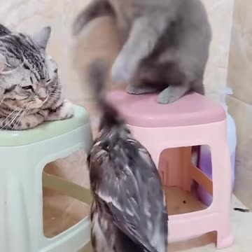 Funny cats 😹 | funny animals part 27