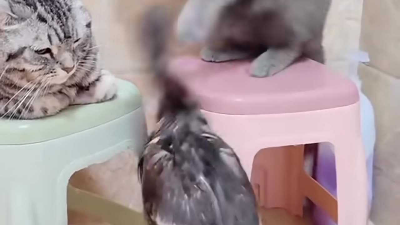 Funny cats 😹 | funny animals part 27