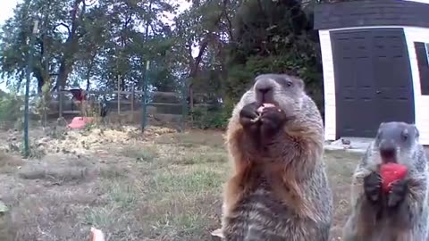 Groundhog steals farmer's crop and eats it in front of his security camera
