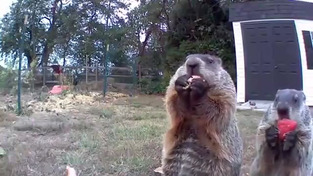 Groundhog steals farmer's crop and eats it in front of his security camera