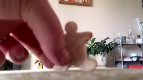 Adorable Dog Nabs Gingerbread Man-Shaped Dog Treat