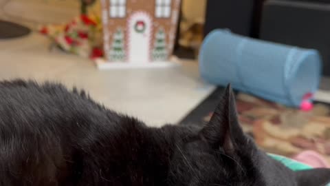 Cute Precious Piper Dreams Near the Christmas Tree - My Adopted Shelter Cat Vlog. #shorts