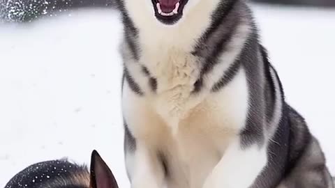 AI Video: Rottweiler Puppy vs Pitbull puppy