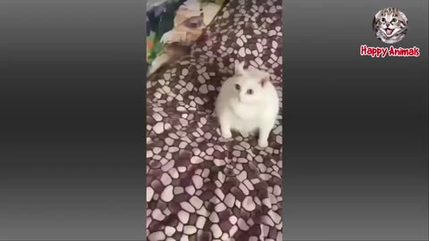 Funny animal videos of the year | funny and hard not to react video of cute animals