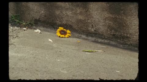 Toronto Film Festival 2025 Review - YMS #TIFF #TIFF25 #TIFF2025