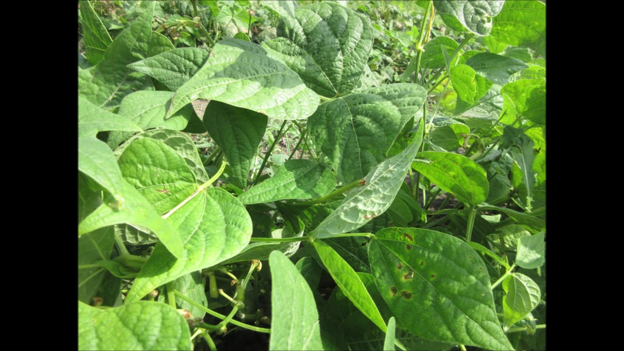 Healthy Vegetables Yellow Beans Aug 2022