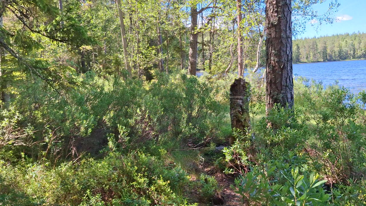 Promenerar i skogen vid Lillsjön 30 Juni 2025