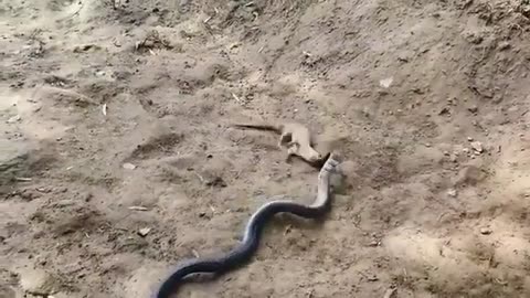 Mongoose Vs Black Snake