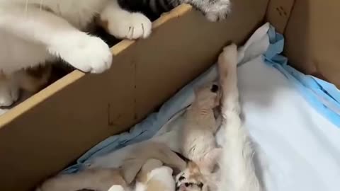 Funniest & Cutest Animal Moments You Can't Stop Watching! Funny Animals" videos