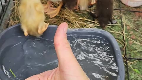 Feeding the Ducks