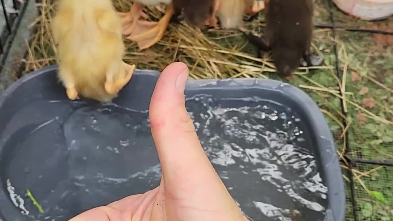Feeding the Ducks