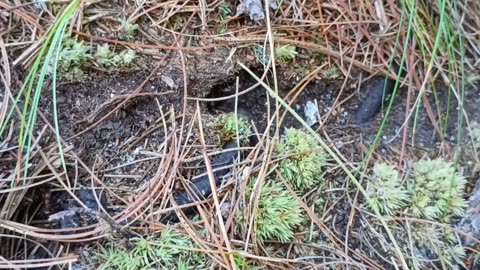 Ant Trail