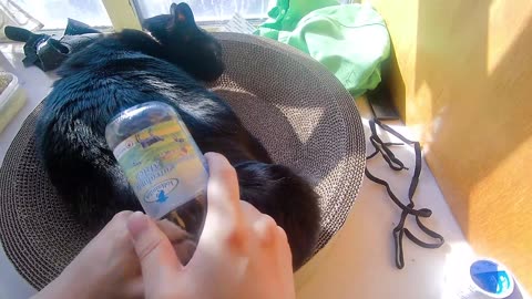My pet cat vlog, his name is Heihei, 03/21, 2025, He is very Comfortable， #catvideo #asmr
