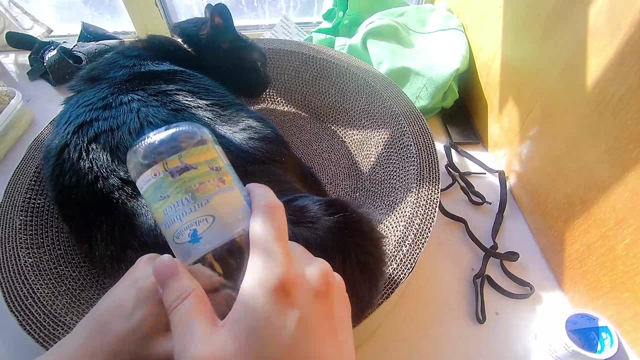 My pet cat vlog, his name is Heihei, 03/21, 2025, He is very Comfortable， #catvideo #asmr