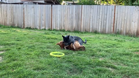 backyard wrastlin 239084230984233