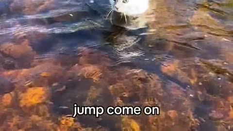 Funny Cat Videos