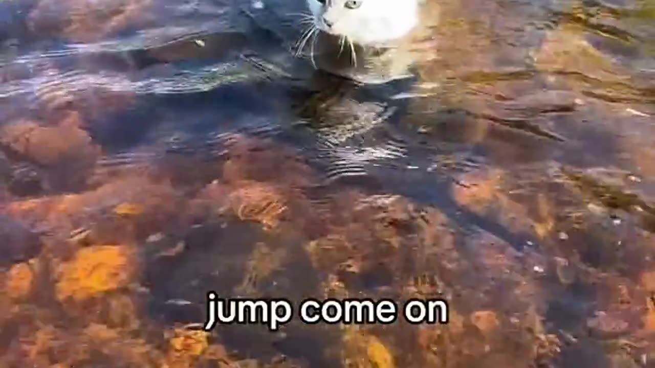 Funny Cat Videos