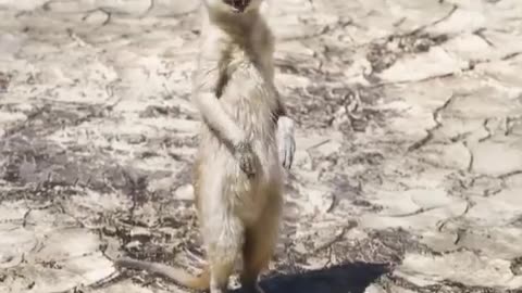 Forest animals videos