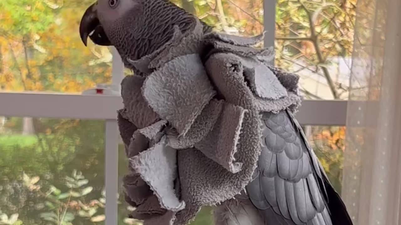 Hilarious Parrot Does Police Siren, Pew Pew & Says 'Bird is the Word' 🚨😂🦜