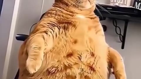 Adorable and cute fat cat