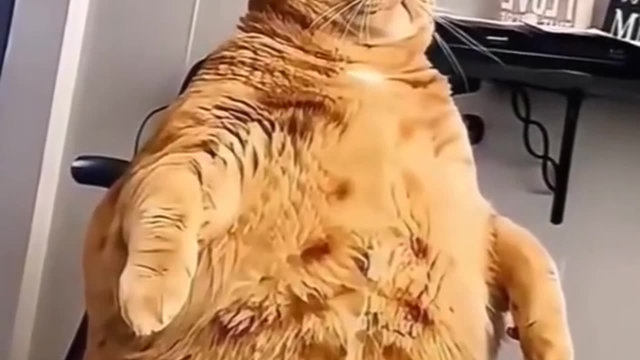 Adorable and cute fat cat