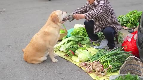 這小狗買菜真像個人This puppy buys groceries like a human