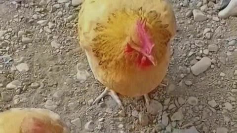 Mother Hen teaches the chicks to drink water