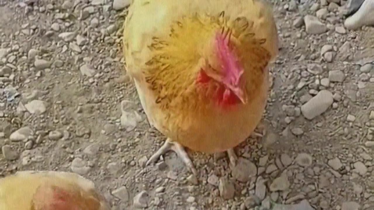 Mother Hen teaches the chicks to drink water