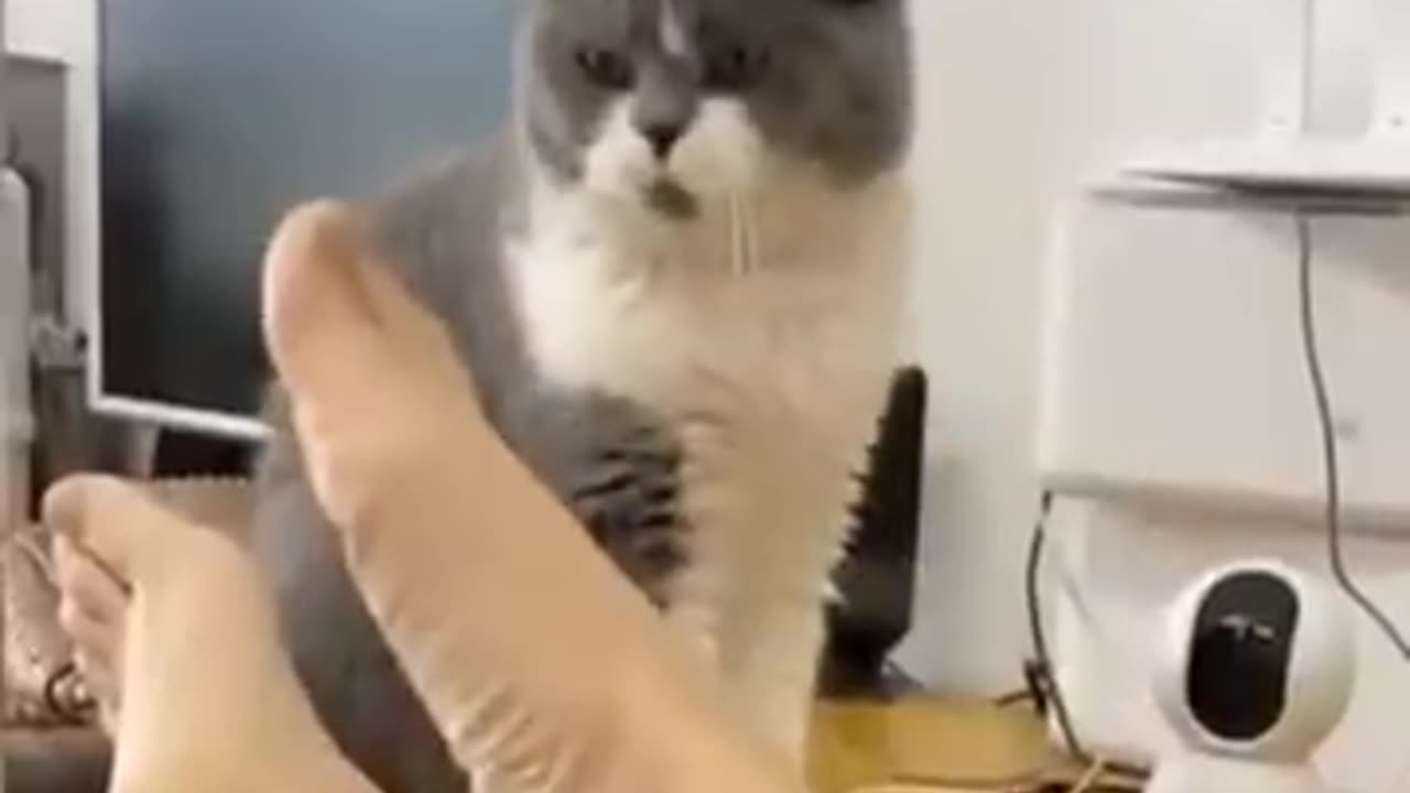 Cute and Funny Cat Videos Compilation