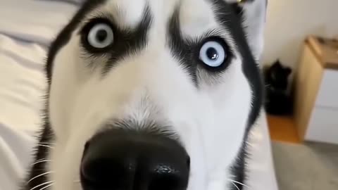Staring contest
