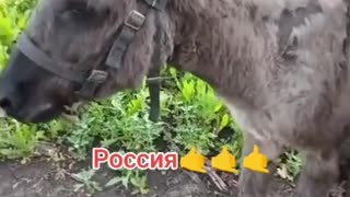 🐴💣 Ukraine Russia War | Russian Donkey 'Anzoryk' Delivers Mortar Shells | RCF