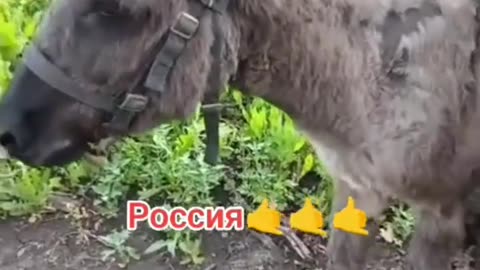 🐴💣 Ukraine Russia War | Russian Donkey 'Anzoryk' Delivers Mortar Shells | RCF