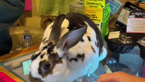 Mochi the Working Rabbit