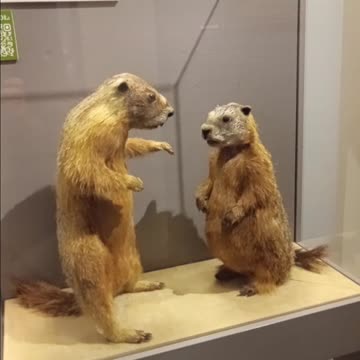 ID Museum - Idaho Falls