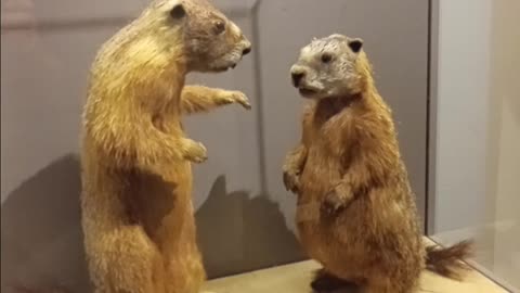 ID Museum - Idaho Falls