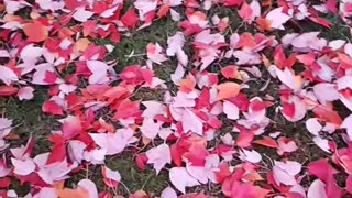 When the summer is forgotten.