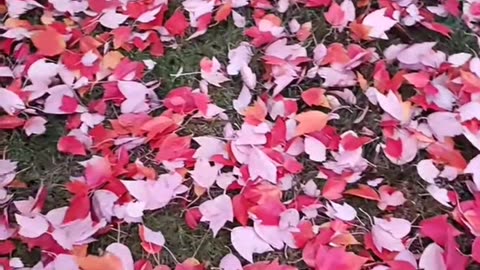 When the summer is forgotten.