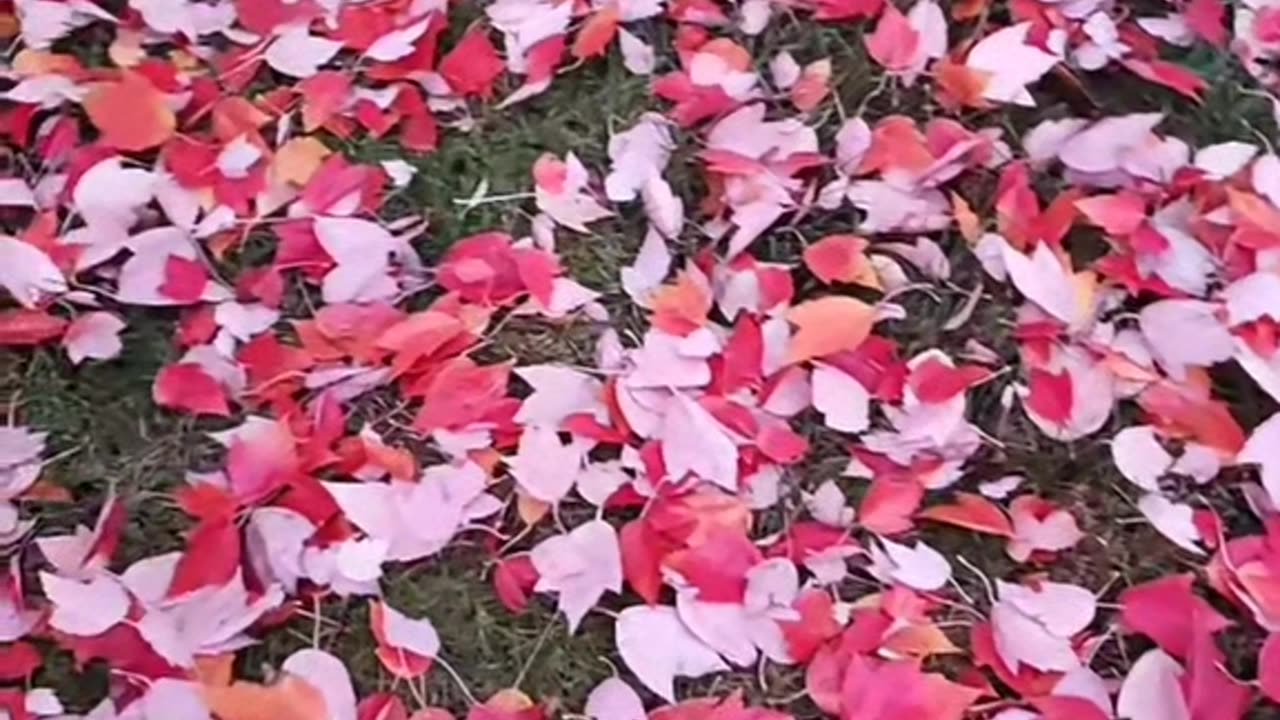 When the summer is forgotten.