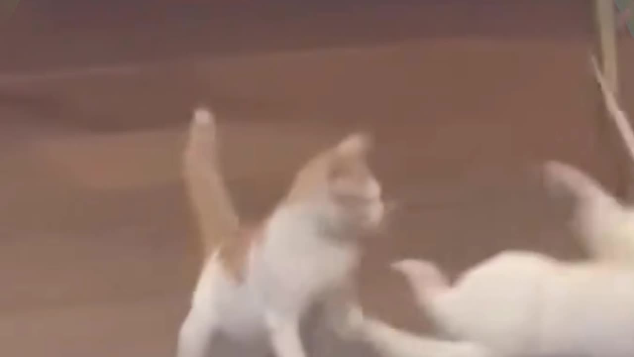 Funny animals video